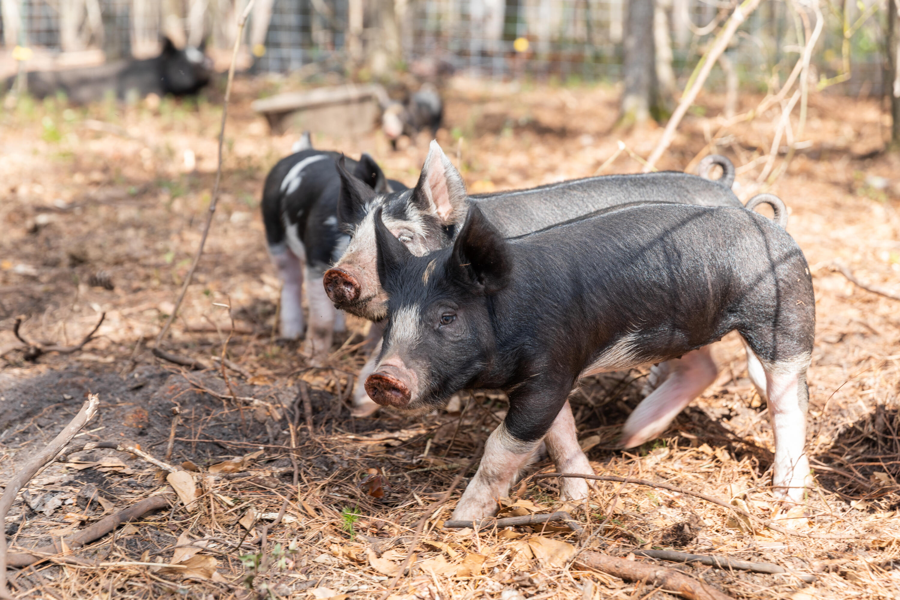 10970 Hwy 17, McClellanville