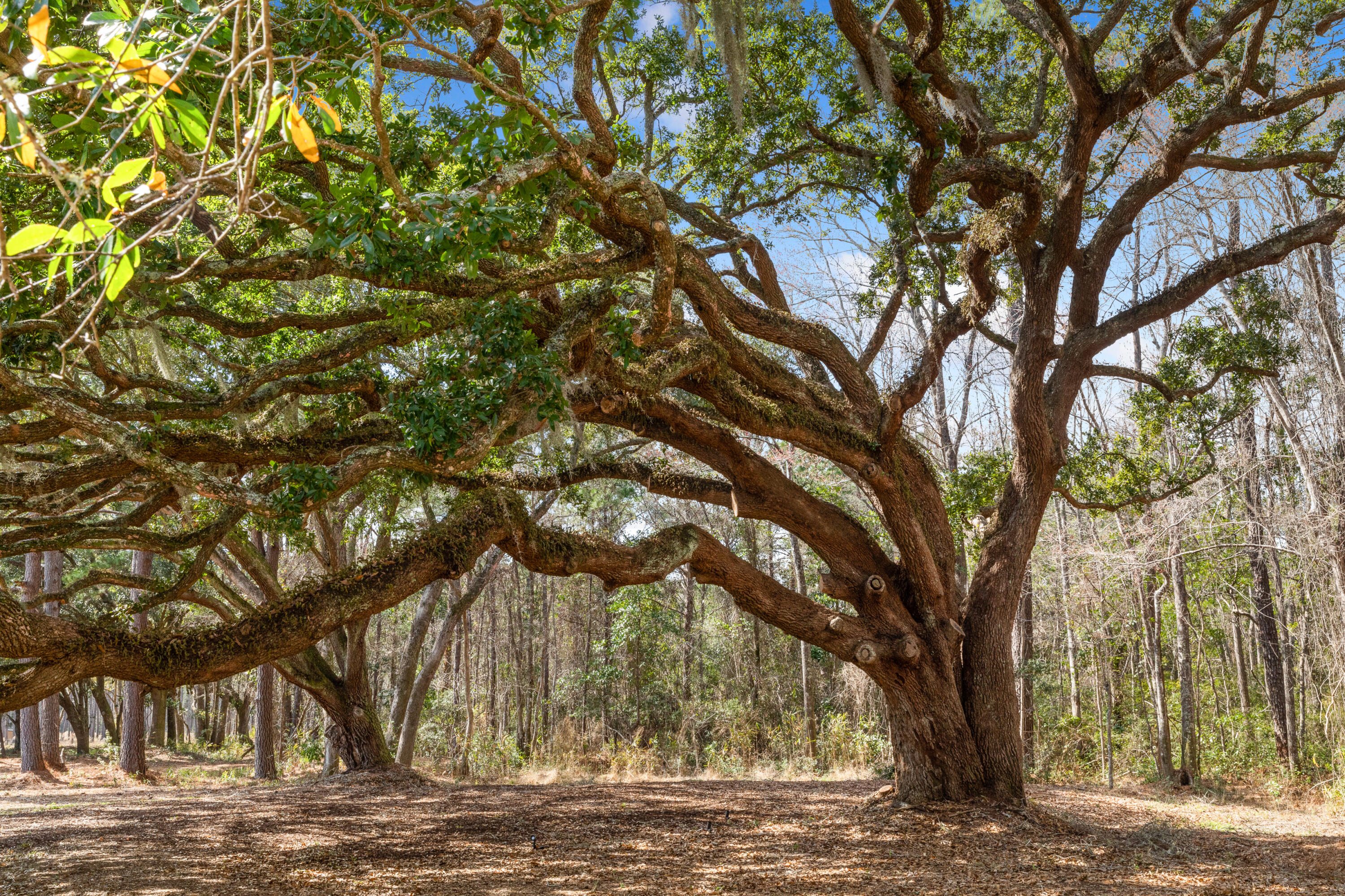 10970 Hwy 17, McClellanville