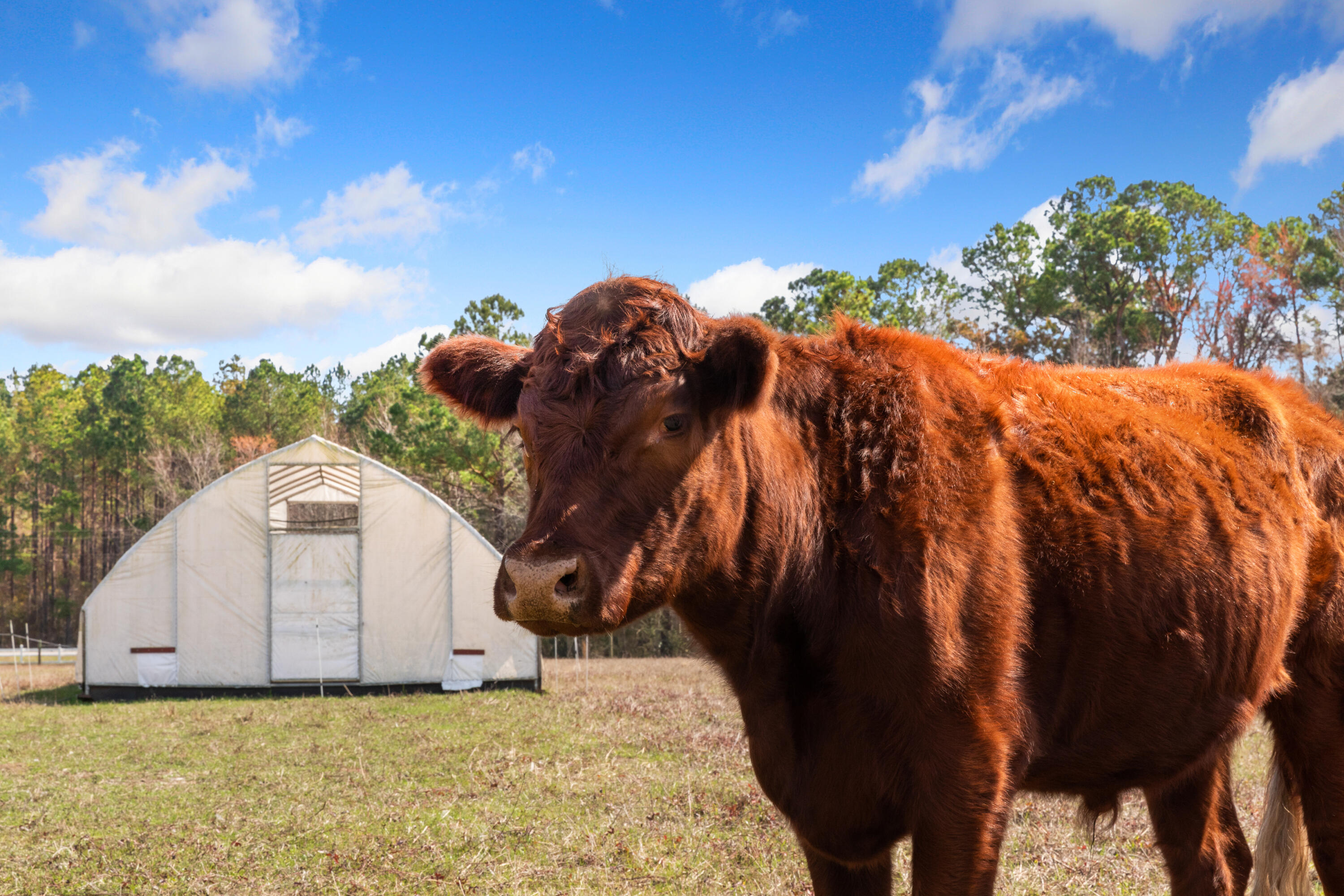 10970 Hwy 17, McClellanville