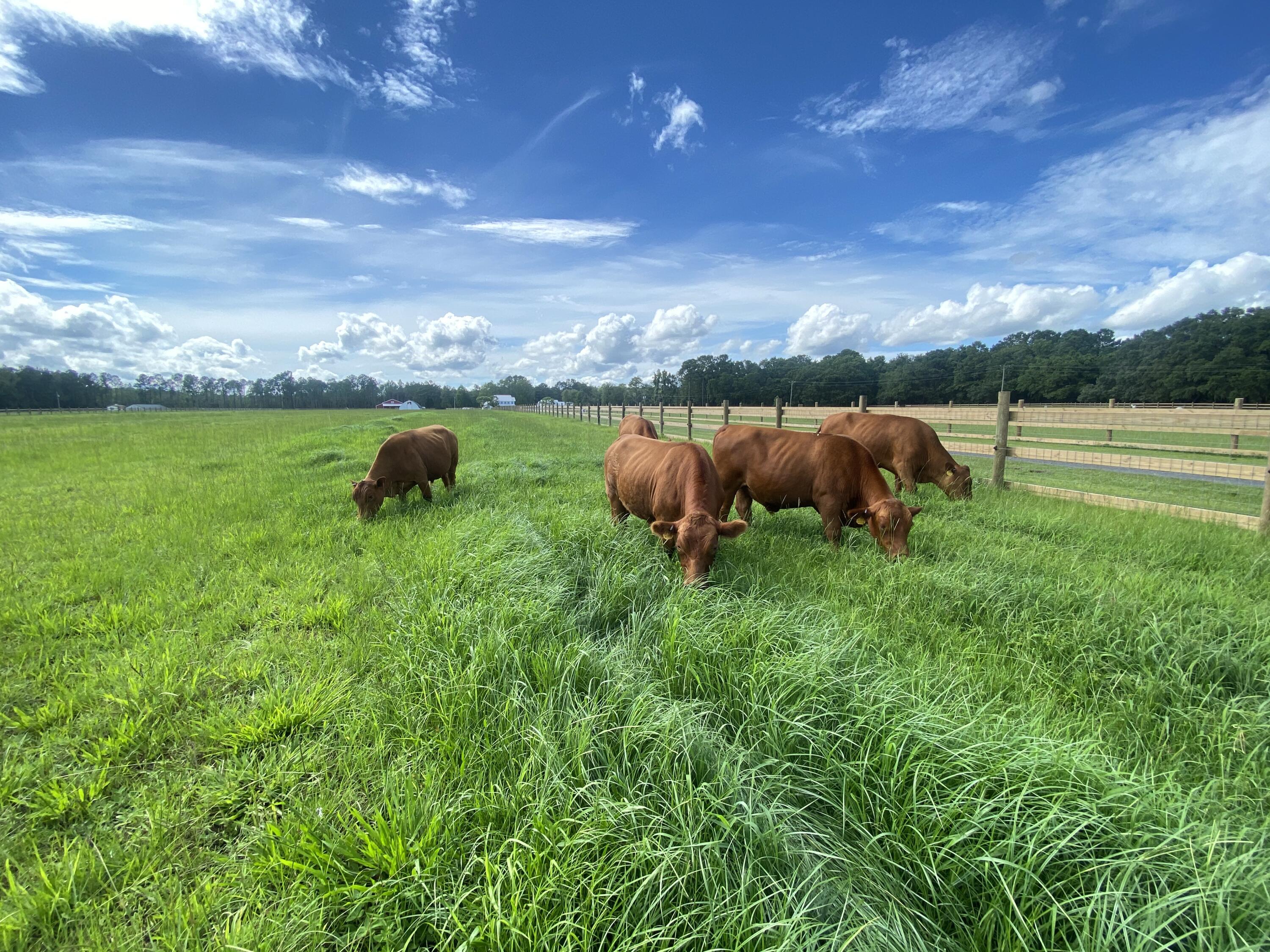 10970 Hwy 17, McClellanville