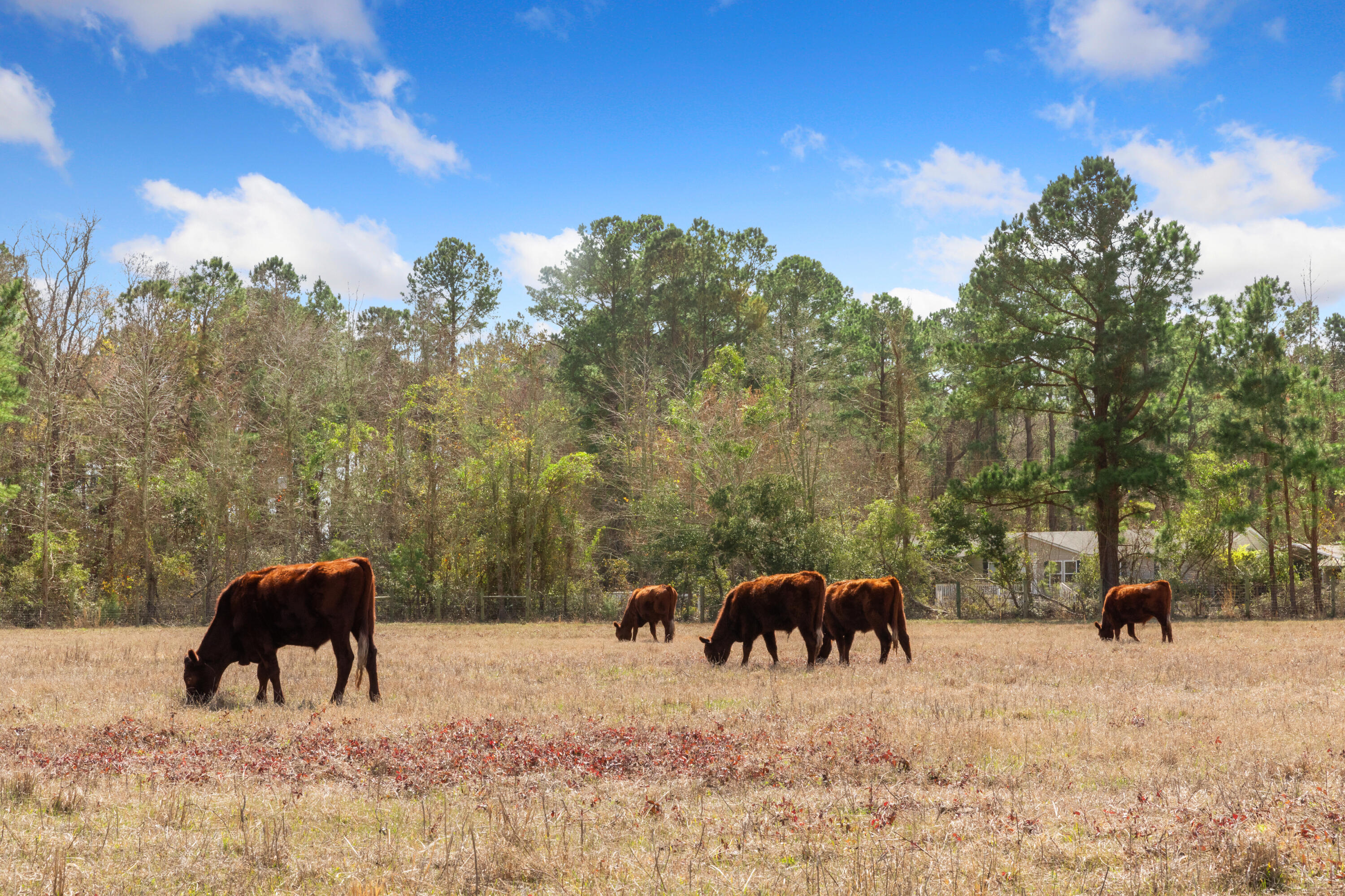 10970 Hwy 17, McClellanville