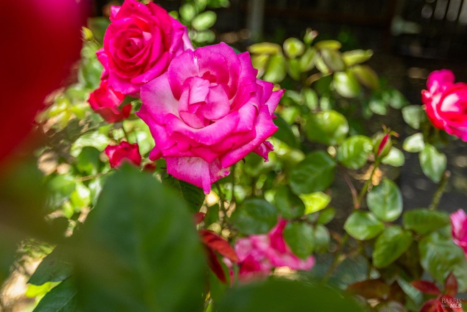 Quintessential Healdsburg Cottage