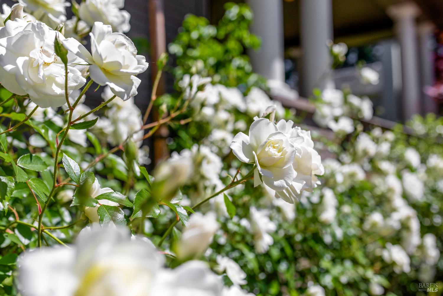 The Historic George Alexander House