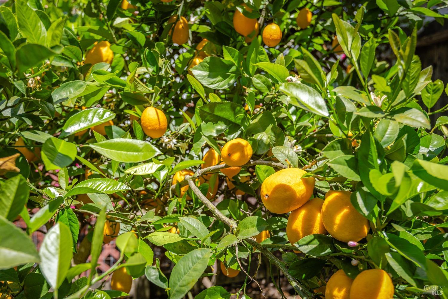 Classic Healdsburg Living 