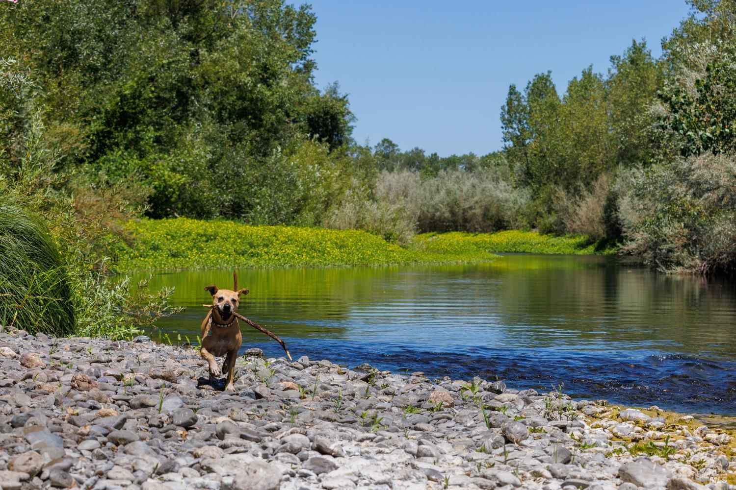 Healdsburg Riverfront Estate