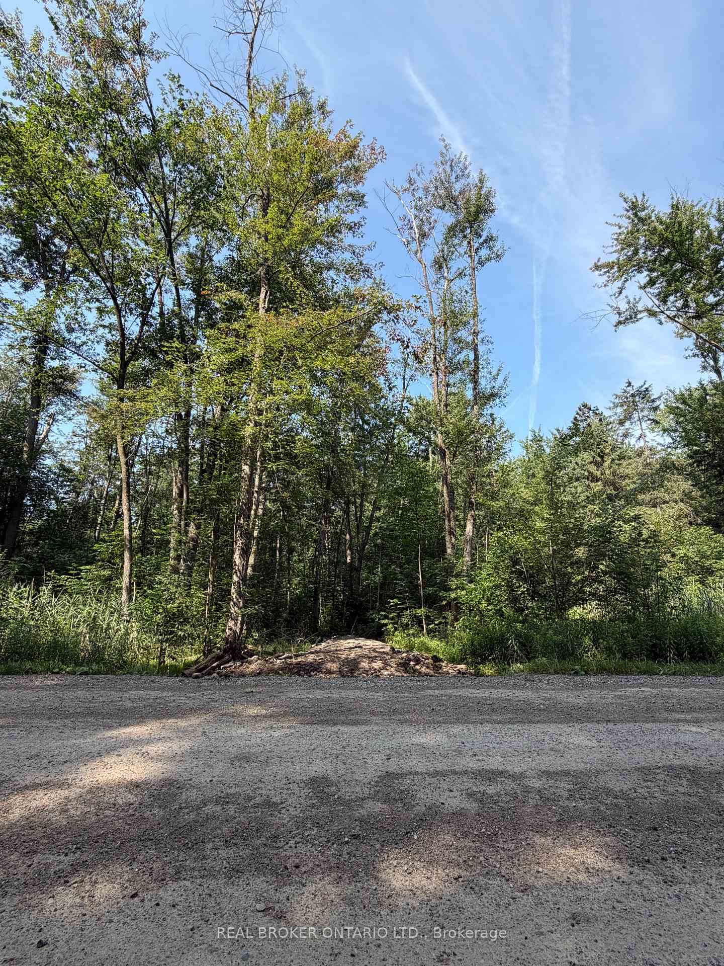 Wooded property beyond a gravel road, with dense trees and a small mound of earth at the roadside.