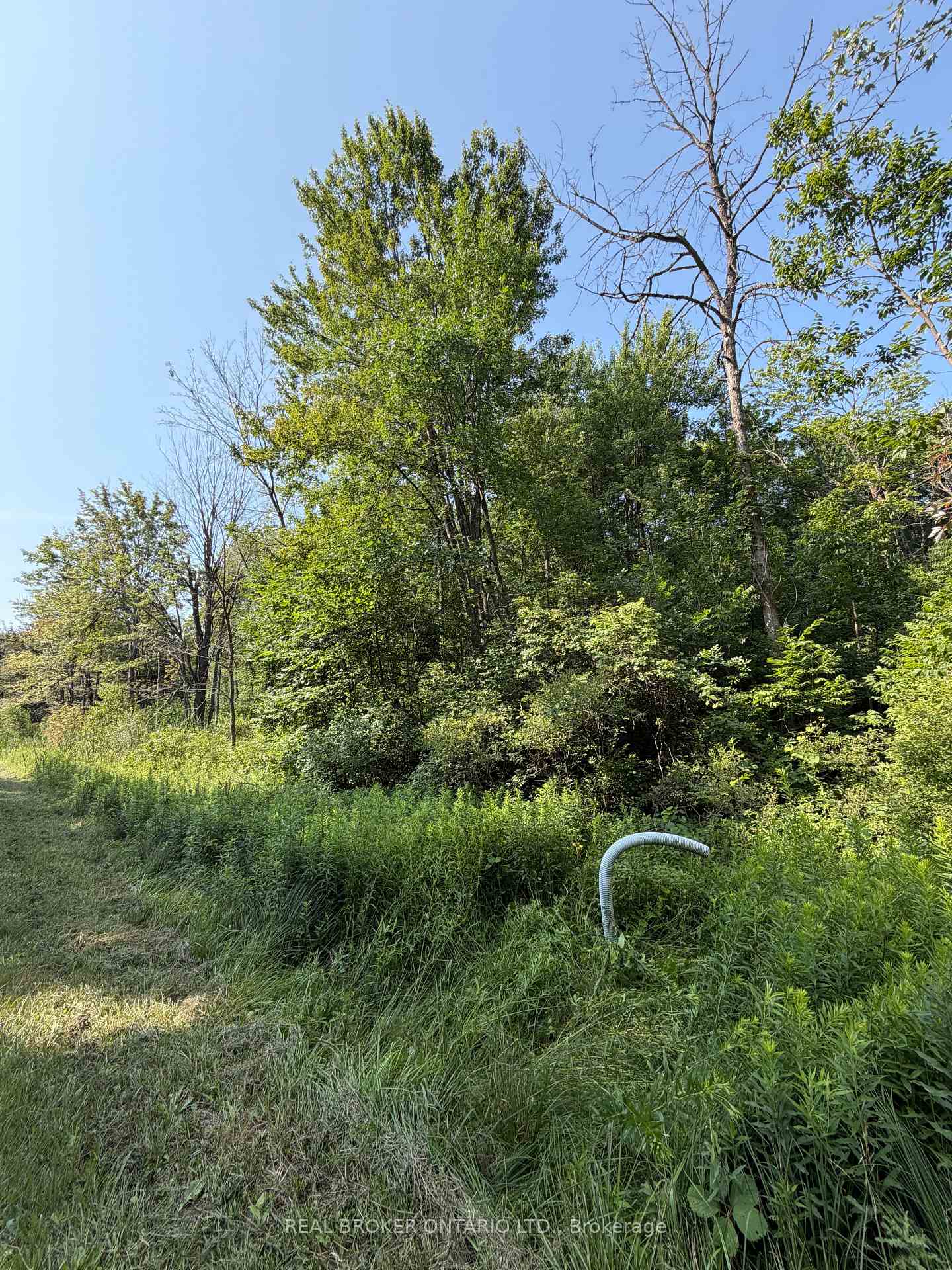 Wooded property edge beside a grassy clearing, with a corrugated pipe protruding from the undergrowth.