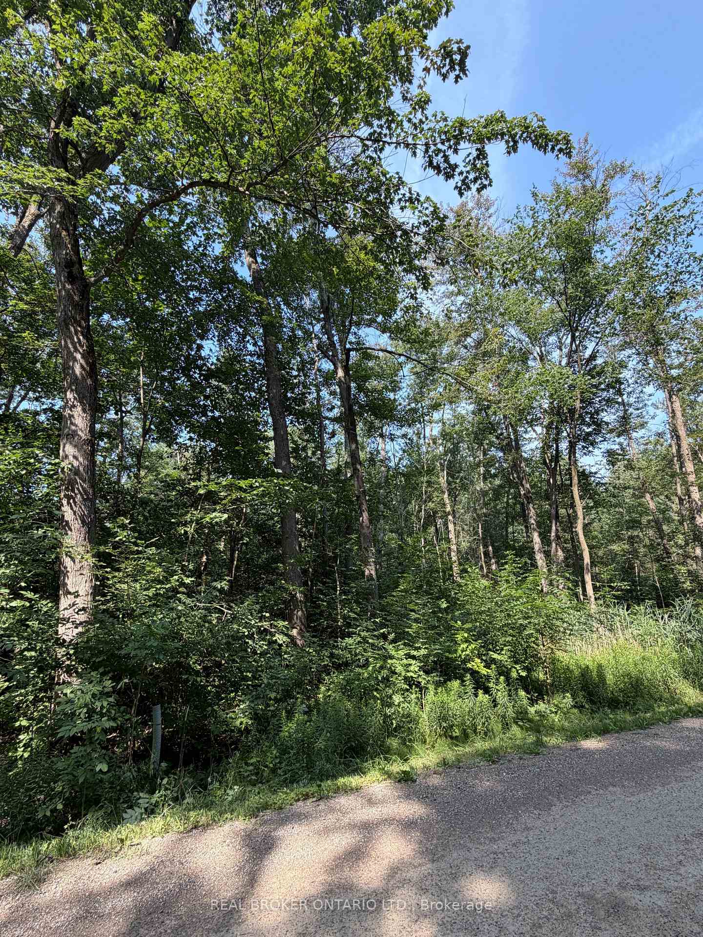 Wooded property with mature trees and dense undergrowth beside a gravel road.