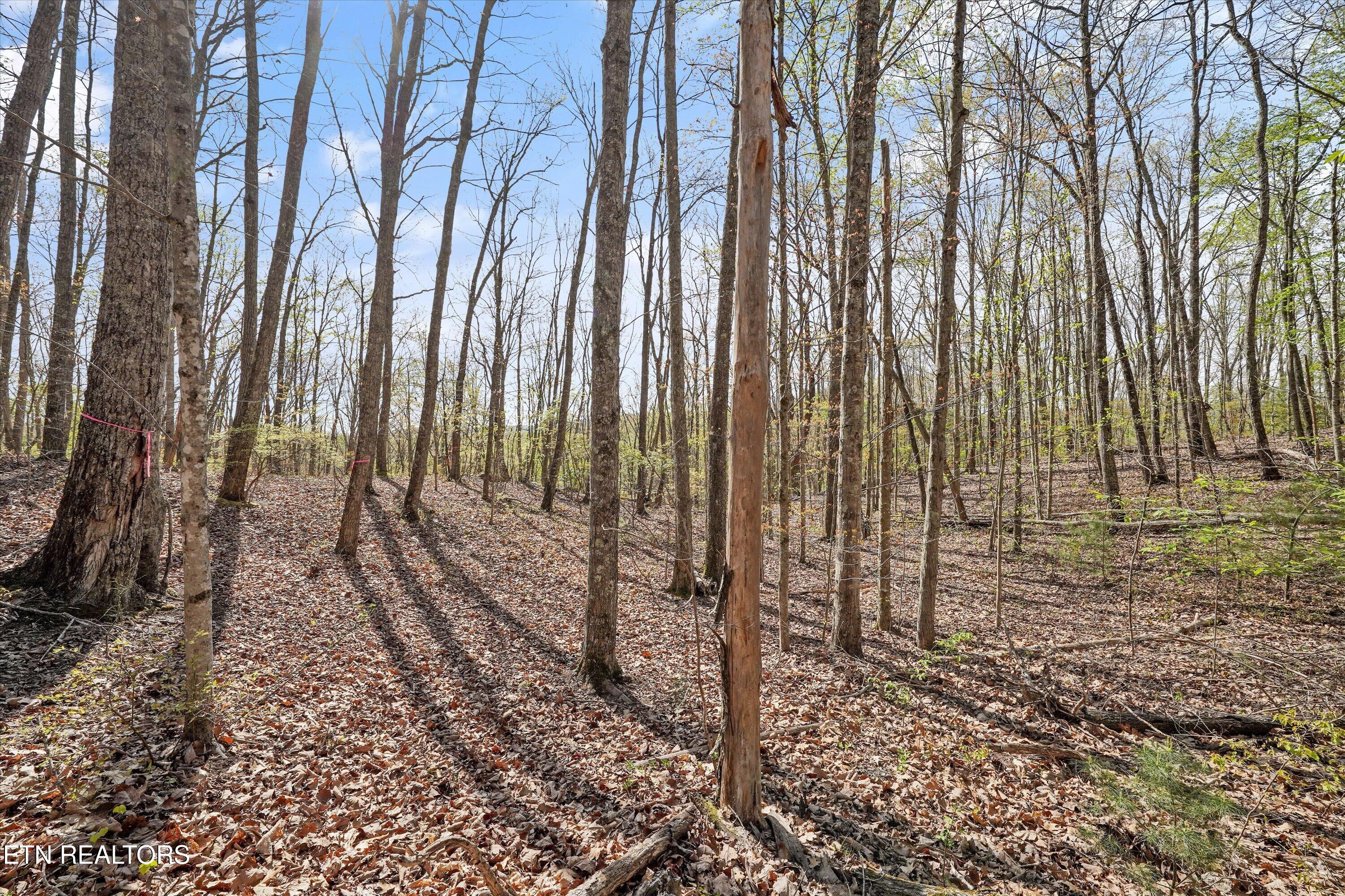 313 Country Wood Place