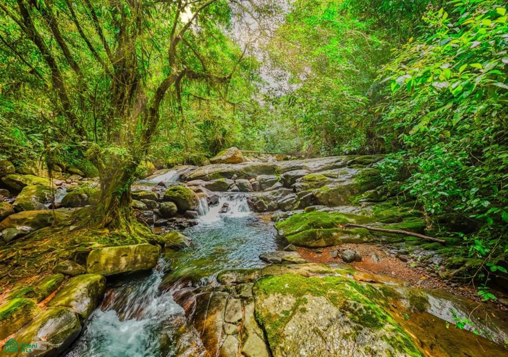 2.6-Acre Property for Sale in Serenity Gardens, Costa Rica – Private River Access, Spring Water & Food Forest