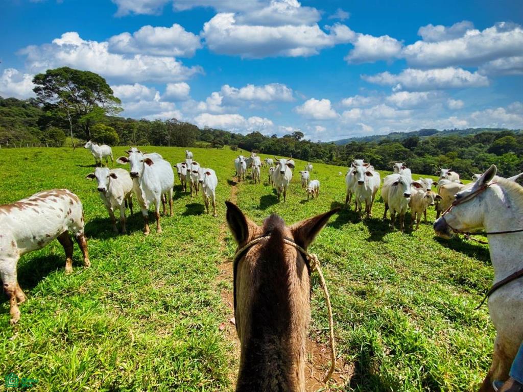 230-Hectare Natural Sanctuary in San Vito – Rivers, Waterfalls & Endless Potential