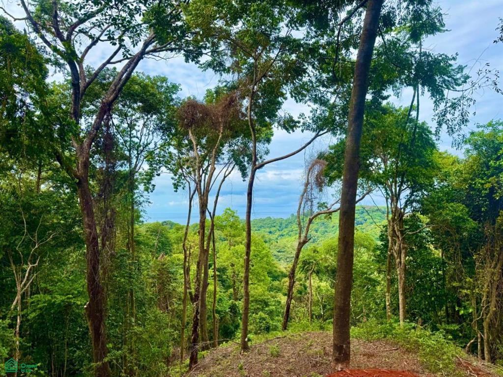 483J+HJH , Bahía Ballena, Osa, Puntarenas