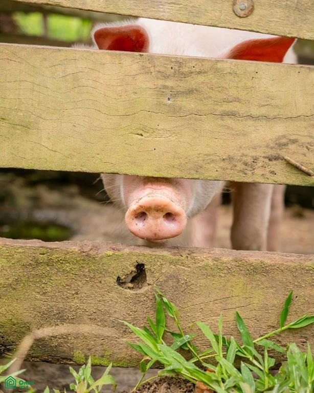 VX5C+QGC , Limoncito, Coto Brus, Puntarenas