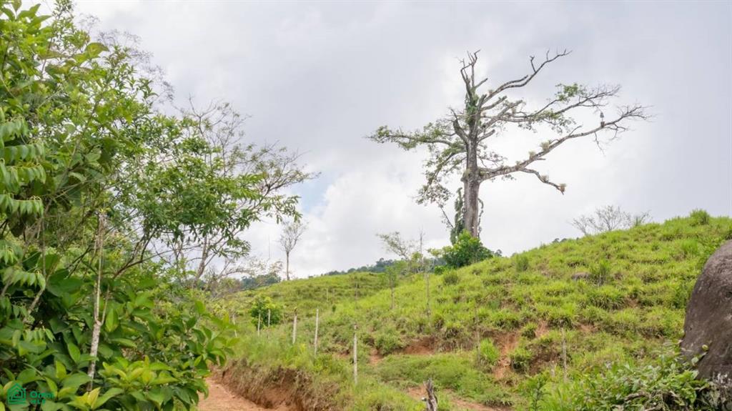 56-Acre Sustainable Farm for Sale in Limoncito, Coto Brus, Costa Rica – Abundant Water & Income Potential
