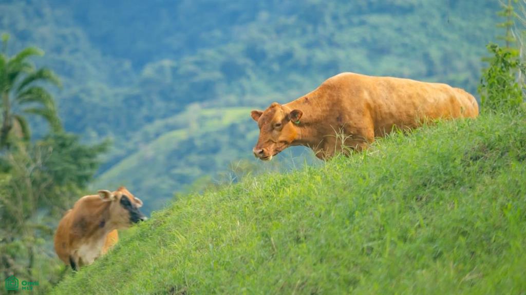 56-Acre Sustainable Farm for Sale in Limoncito, Coto Brus, Costa Rica – Abundant Water & Income Potential