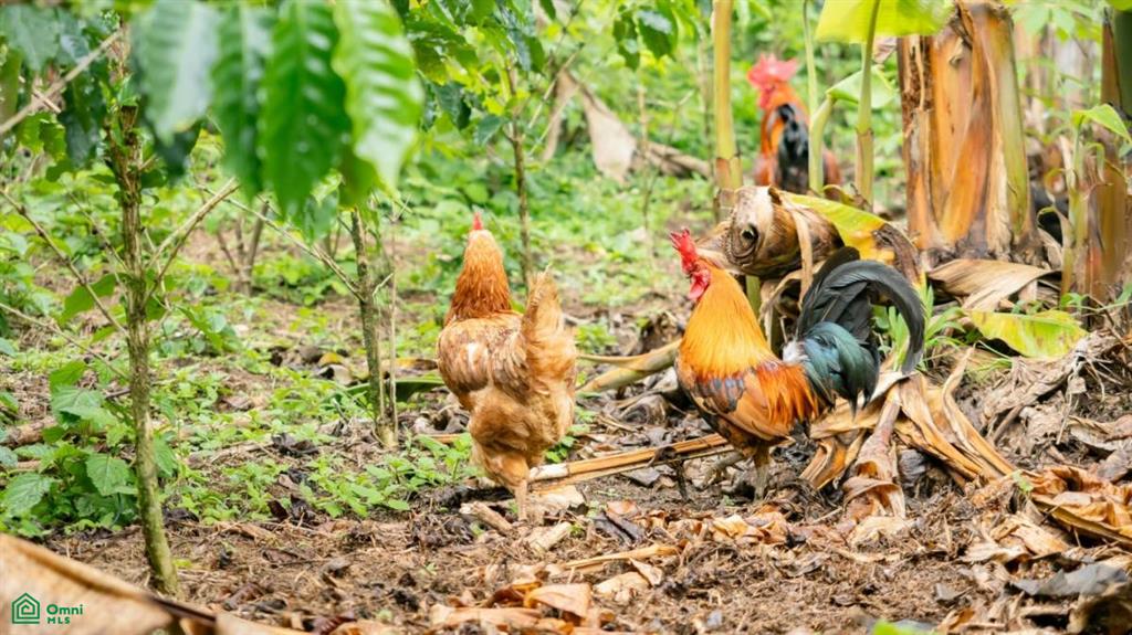 56-Acre Sustainable Farm for Sale in Limoncito, Coto Brus, Costa Rica – Abundant Water & Income Potential