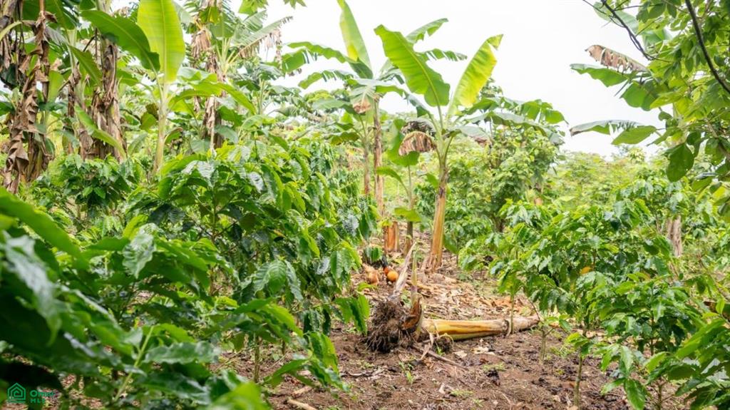 56-Acre Sustainable Farm for Sale in Limoncito, Coto Brus, Costa Rica – Abundant Water & Income Potential