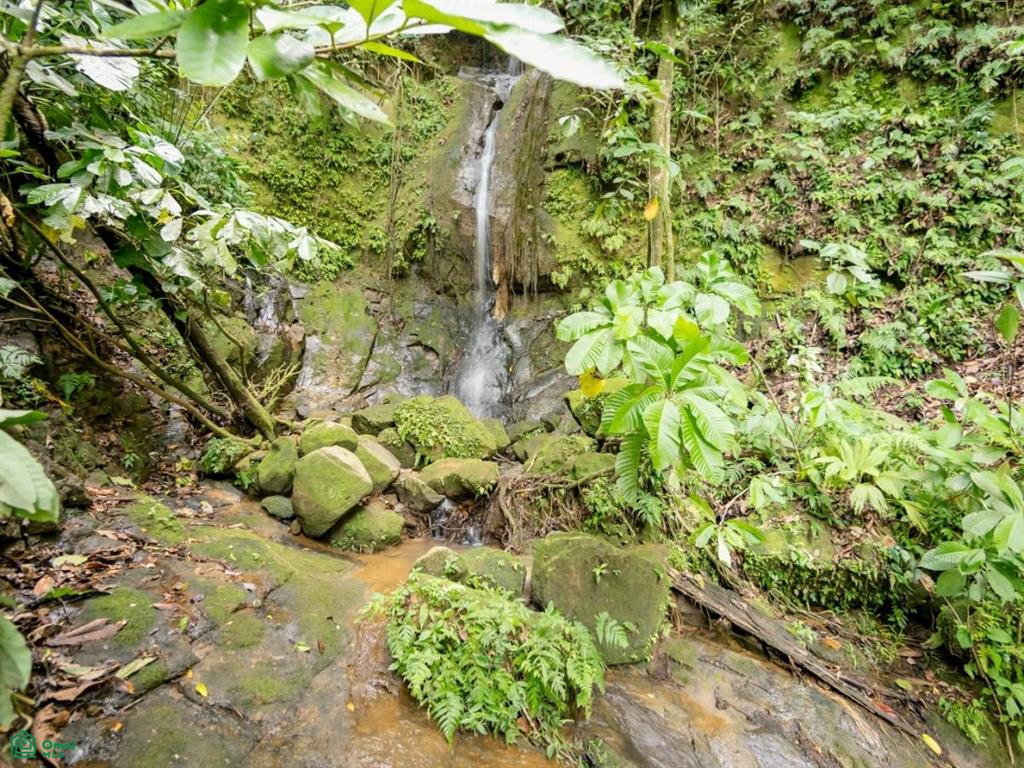 56-Acre Sustainable Farm for Sale in Limoncito, Coto Brus, Costa Rica – Abundant Water & Income Potential