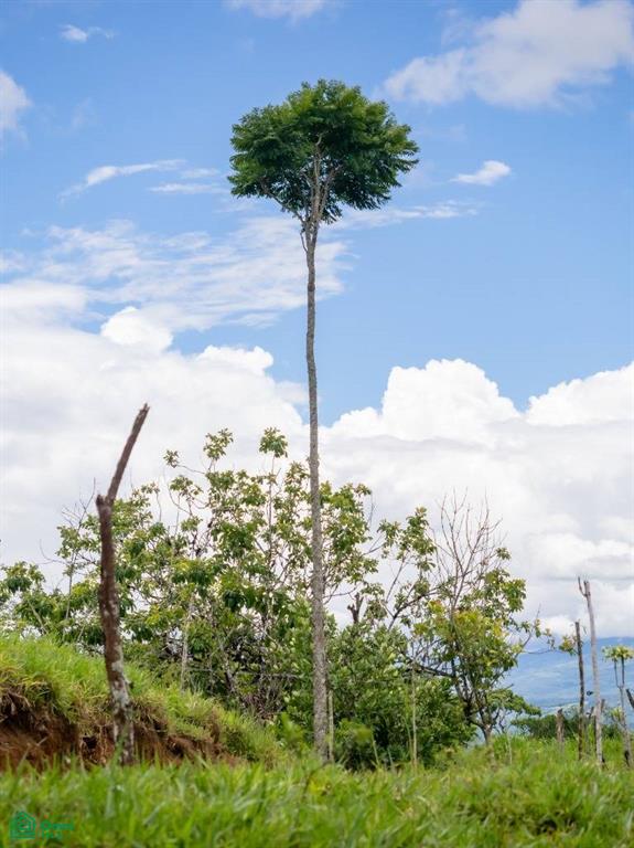 56-Acre Sustainable Farm for Sale in Limoncito, Coto Brus, Costa Rica – Abundant Water & Income Potential