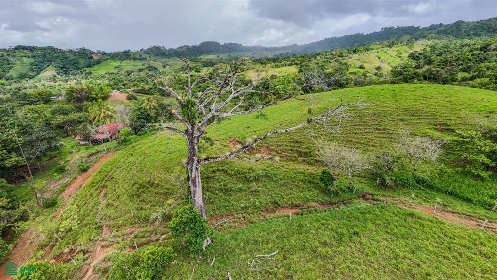 56-Acre Sustainable Farm for Sale in Limoncito, Coto Brus, Costa Rica – Abundant Water & Income Potential
