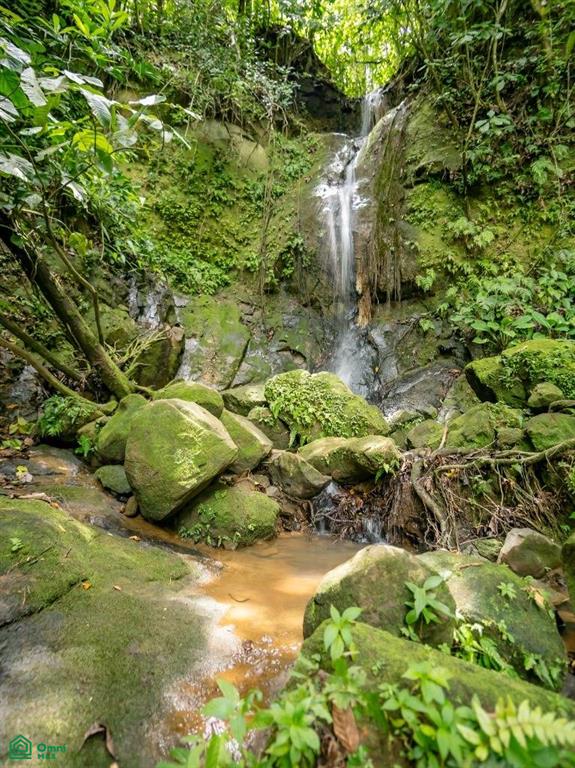 56-Acre Sustainable Farm for Sale in Limoncito, Coto Brus, Costa Rica – Abundant Water & Income Potential