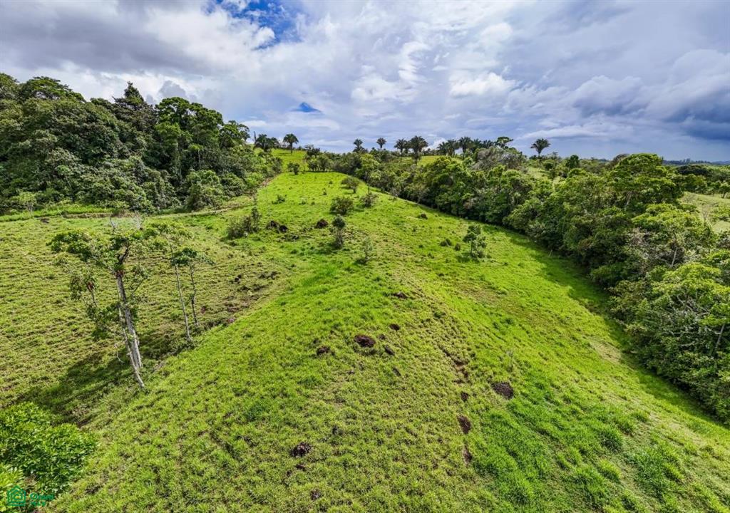 56-Acre Sustainable Farm for Sale in Limoncito, Coto Brus, Costa Rica – Abundant Water & Income Potential