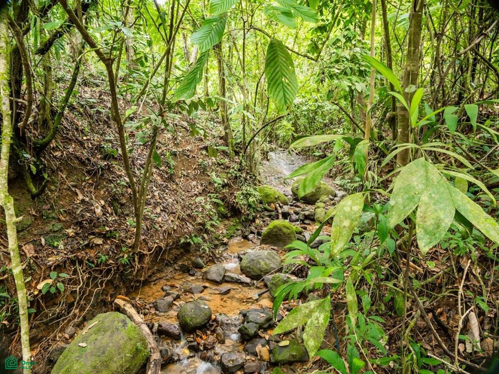 4C85+3GV, San José, Punta Mala Arriba , Puerto Cortés, Osa, Puntarenas