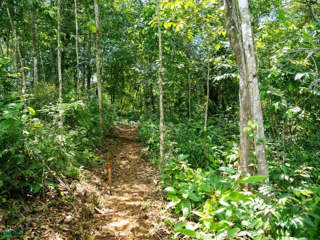 Riverfront Property for Sale in Cinco Ventanas, Costa Rica – 3.26 Acres with Easy Access Near Ojochal