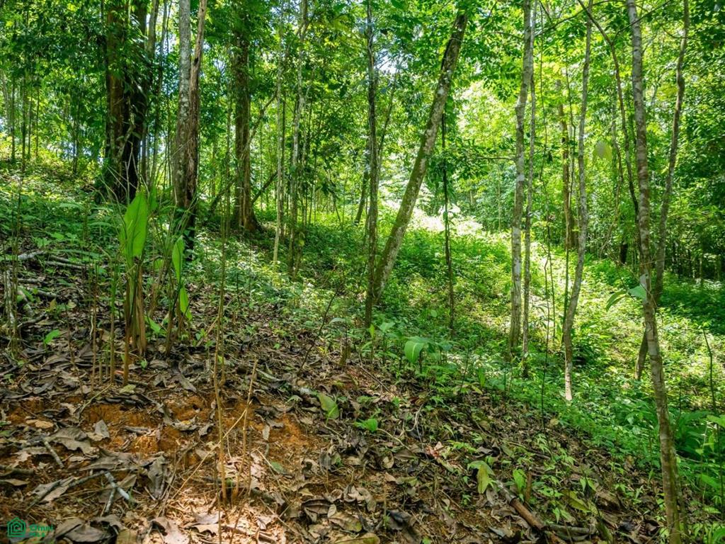 Riverfront Property for Sale in Cinco Ventanas, Costa Rica – 3.26 Acres with Easy Access Near Ojochal