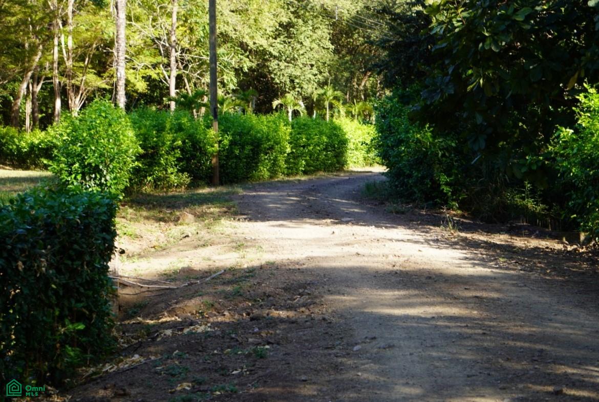 Dirt road curving between trimmed hedges and dense tropical trees.