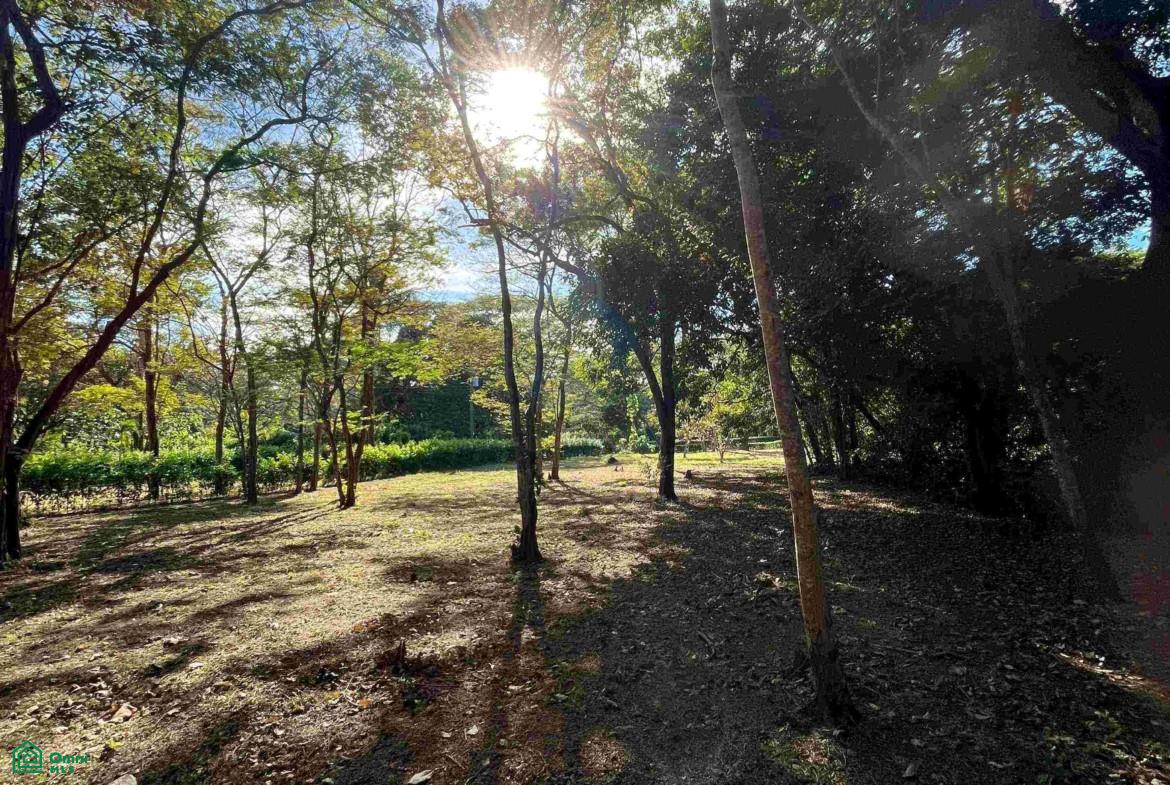 Wooded vacant lot with a sunny clearing beneath mature trees and dense tropical foliage.