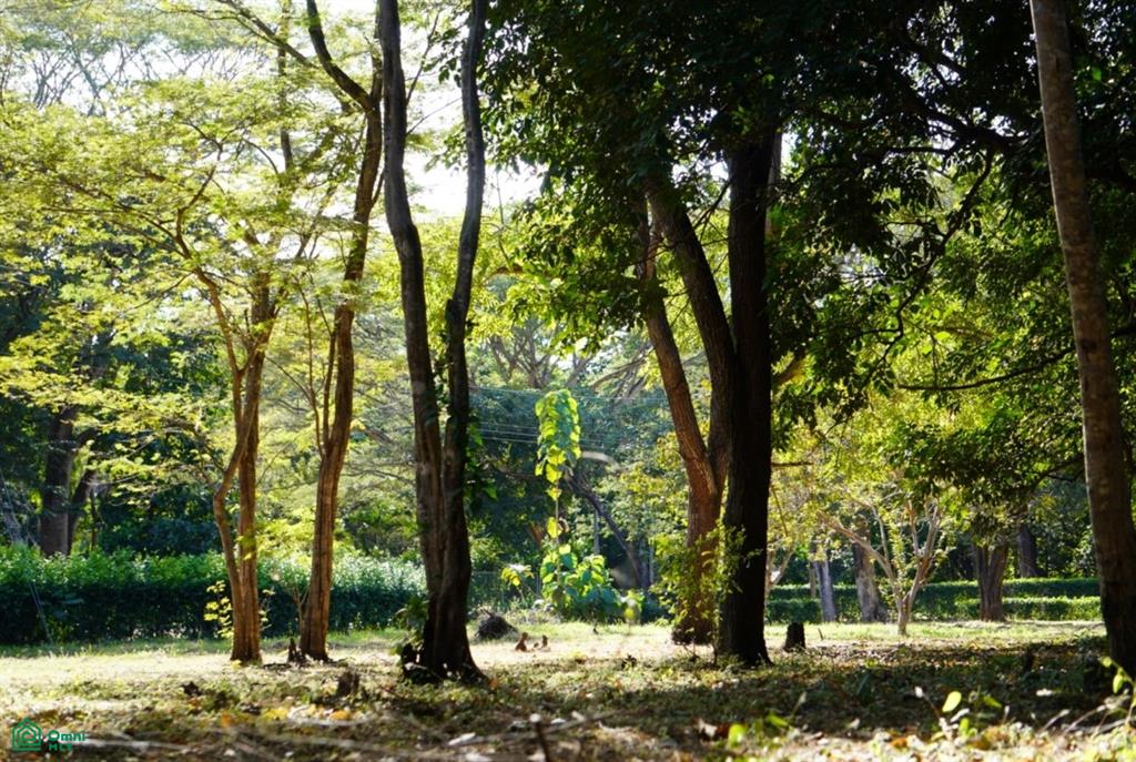 5,000 m² Lot in Bosques de Pinilla Near Playa Avellanas – Close to Surf & Beaches