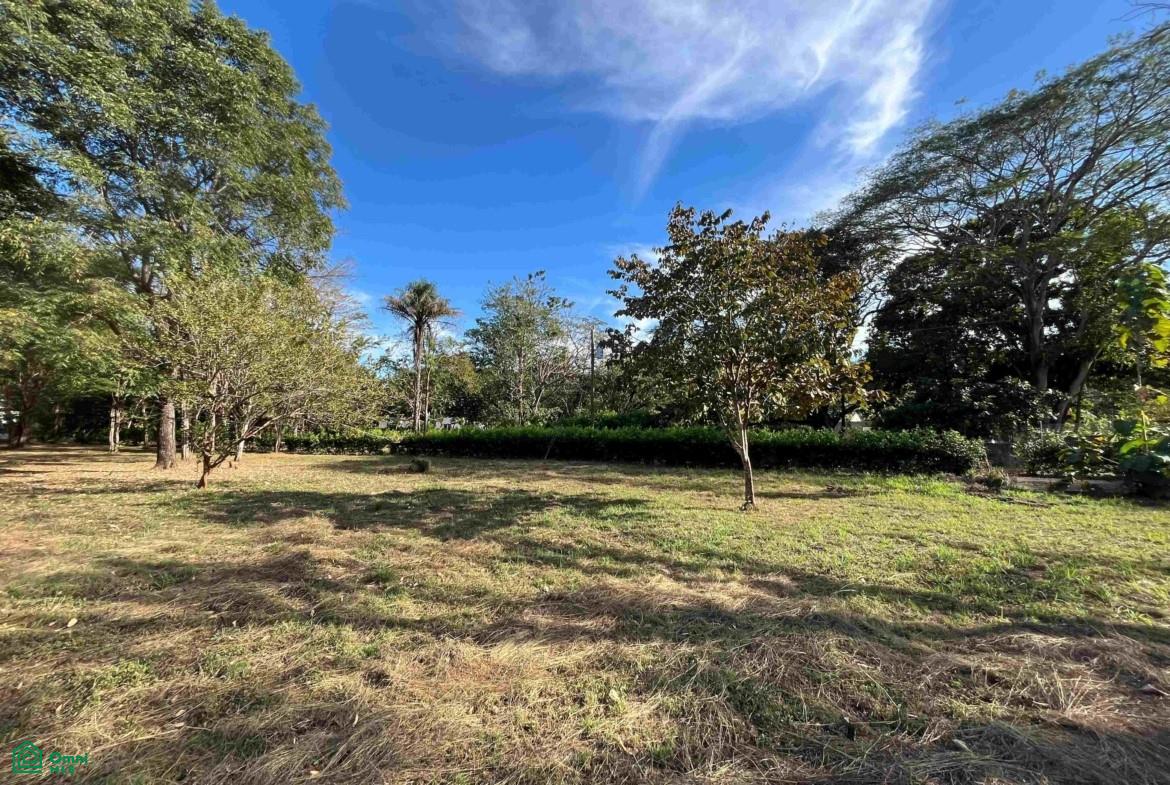 Grassy lot with scattered trees and a hedge beneath a bright blue sky.