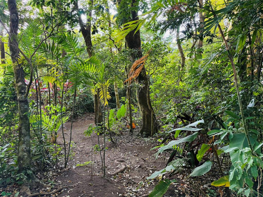 Eco Luxury Estate in Monteverde with Panoramic Gulf Views & Flat Land