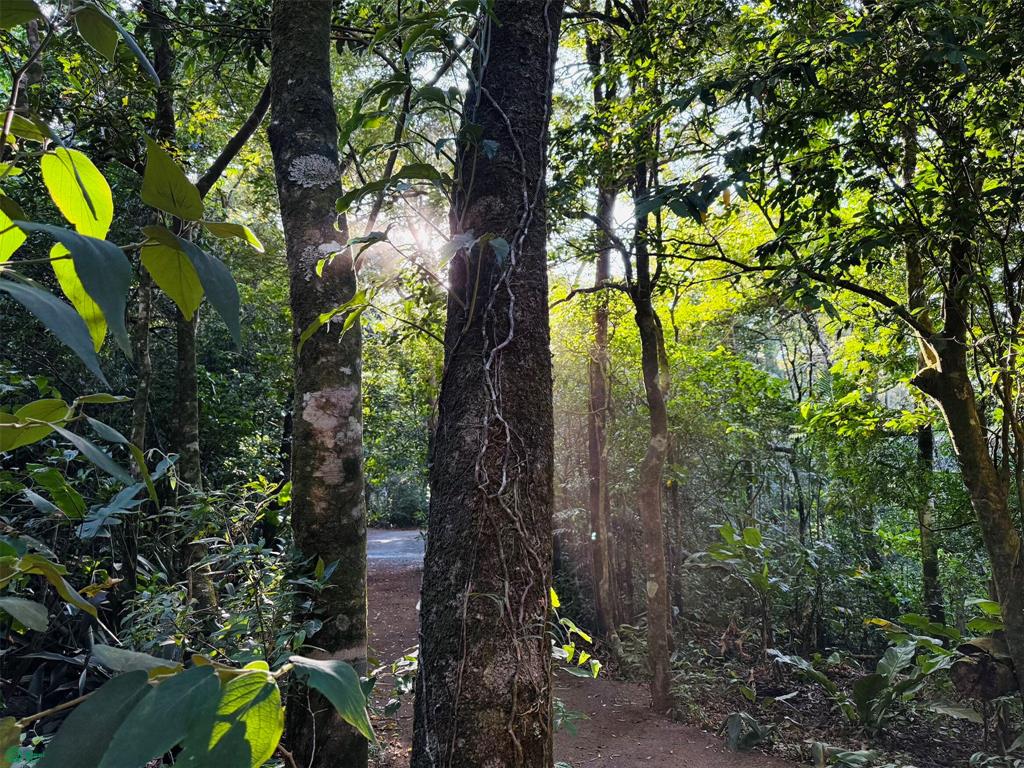 Eco Luxury Estate in Monteverde with Panoramic Gulf Views & Flat Land