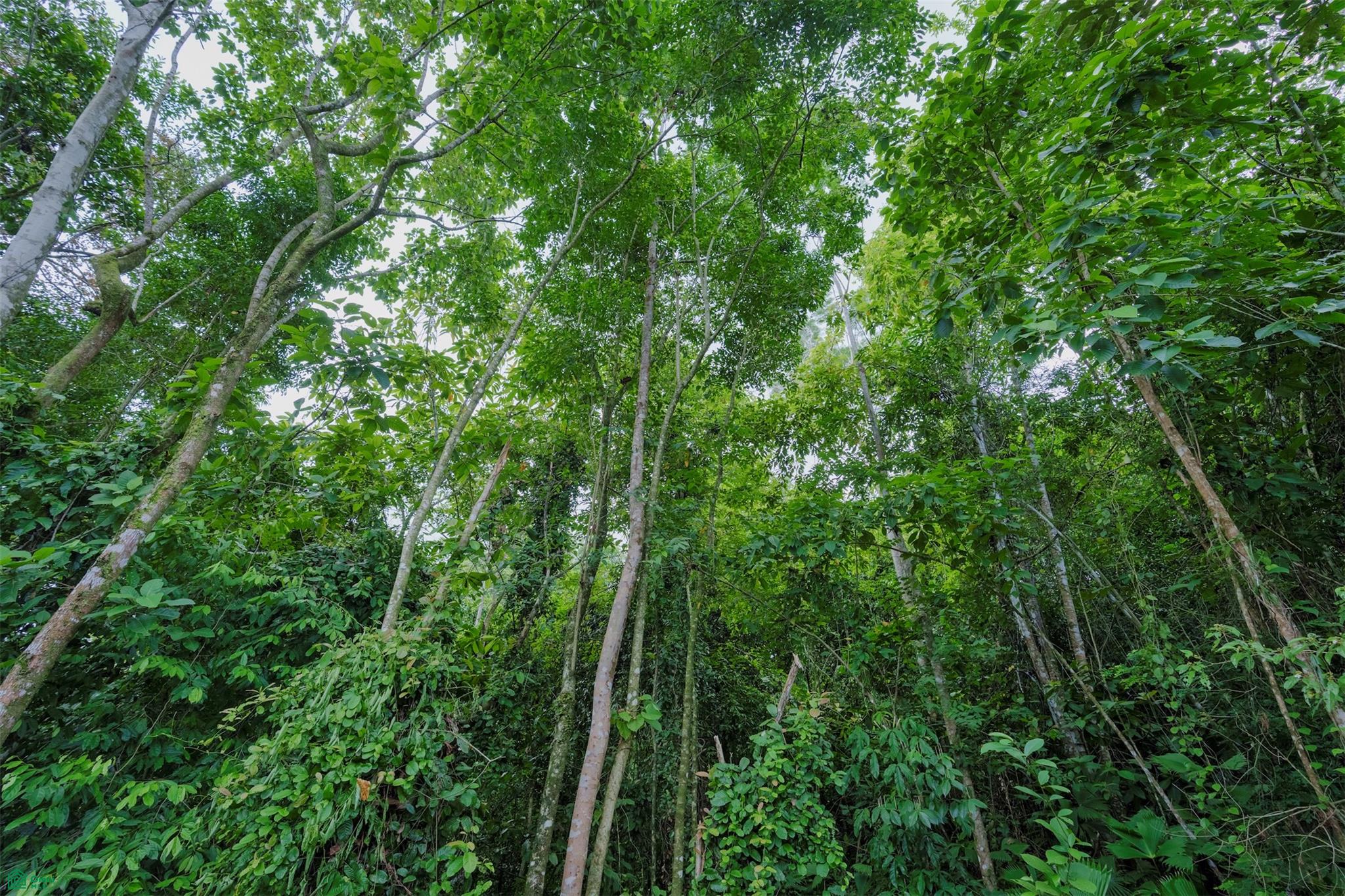 Palmera del Tropico Phase 9, Punta Mala