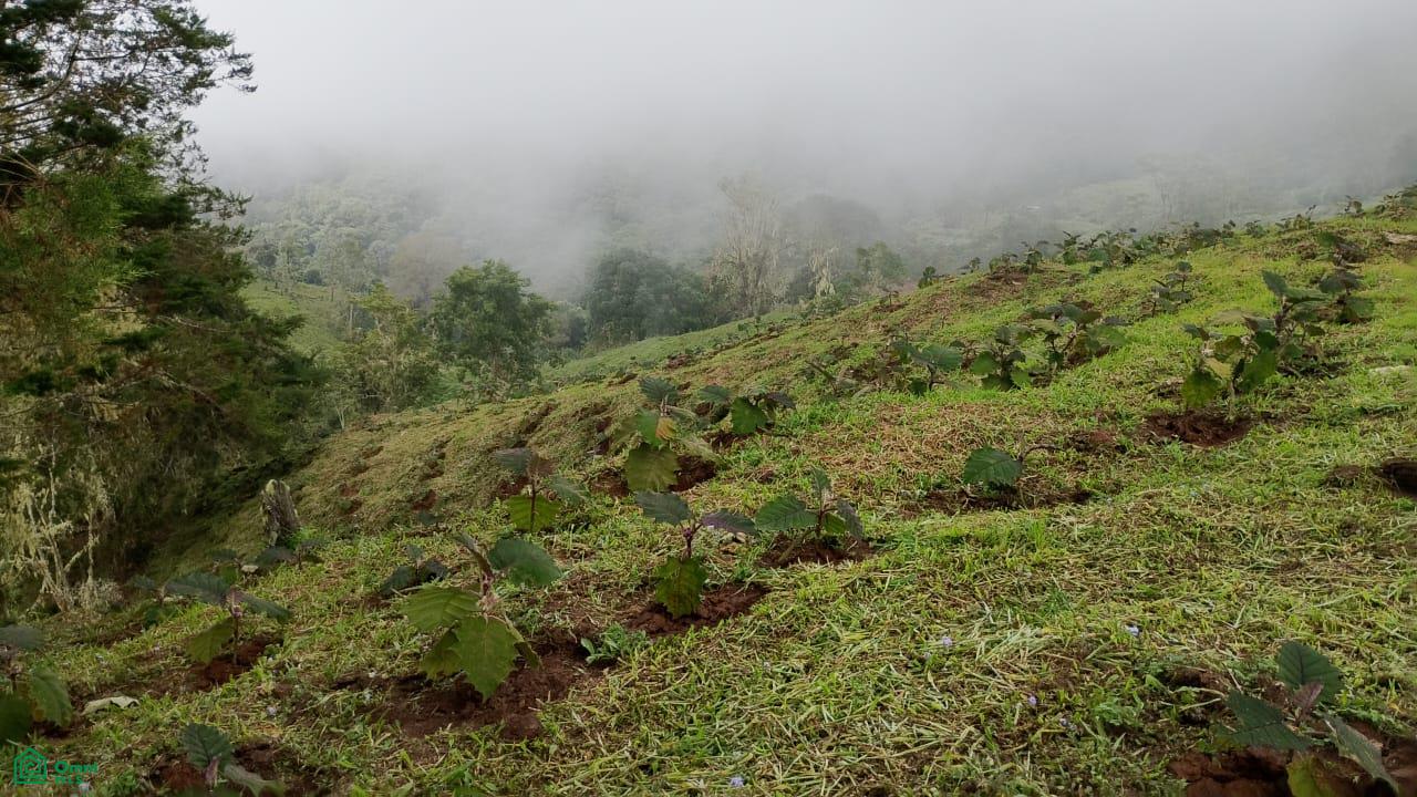 Land for Sale in Páramo, PZ, CR | 20,000 m²