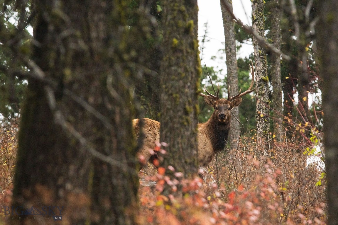 20 ac Alpine Springs Trail
