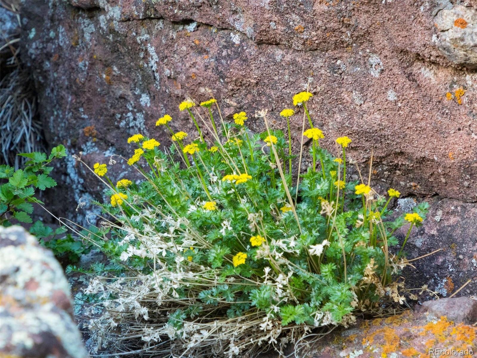 63 Canyon Pines Drive