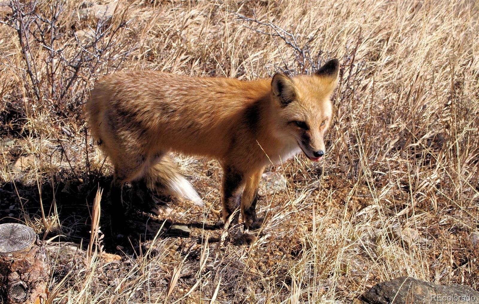 33095 Bergen Mountain Road