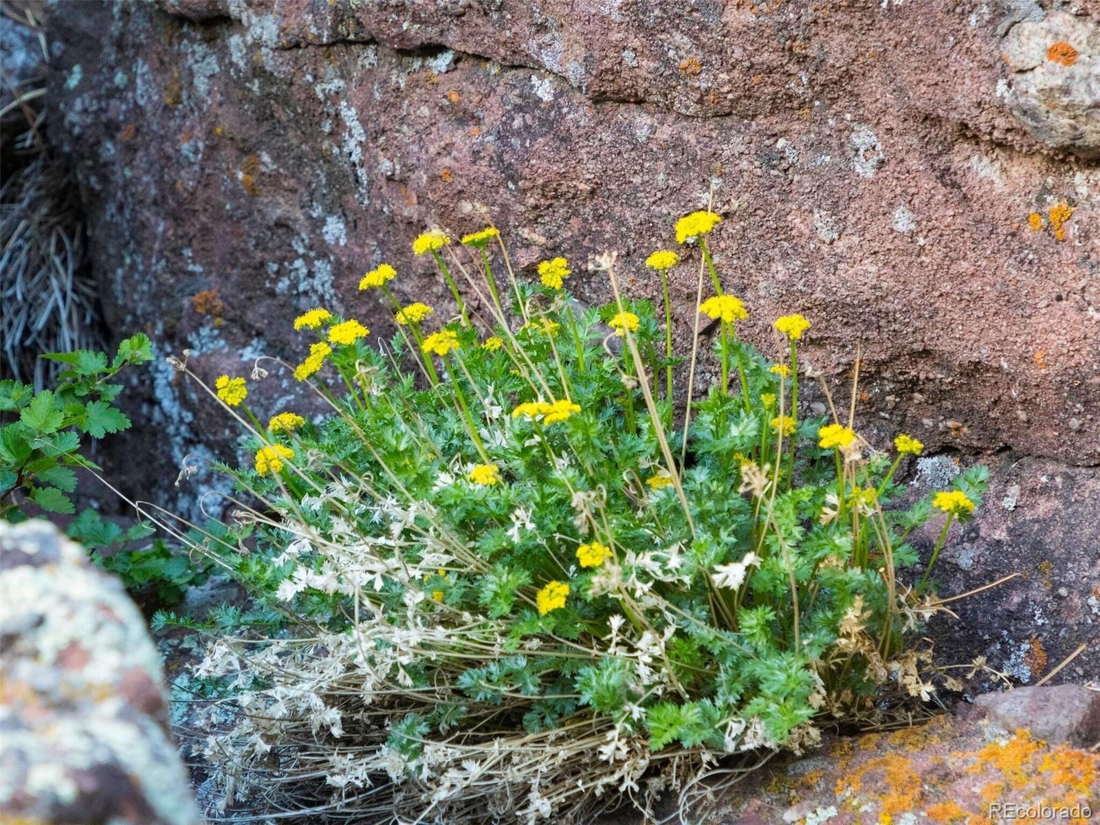 38 Canyon Pines Drive