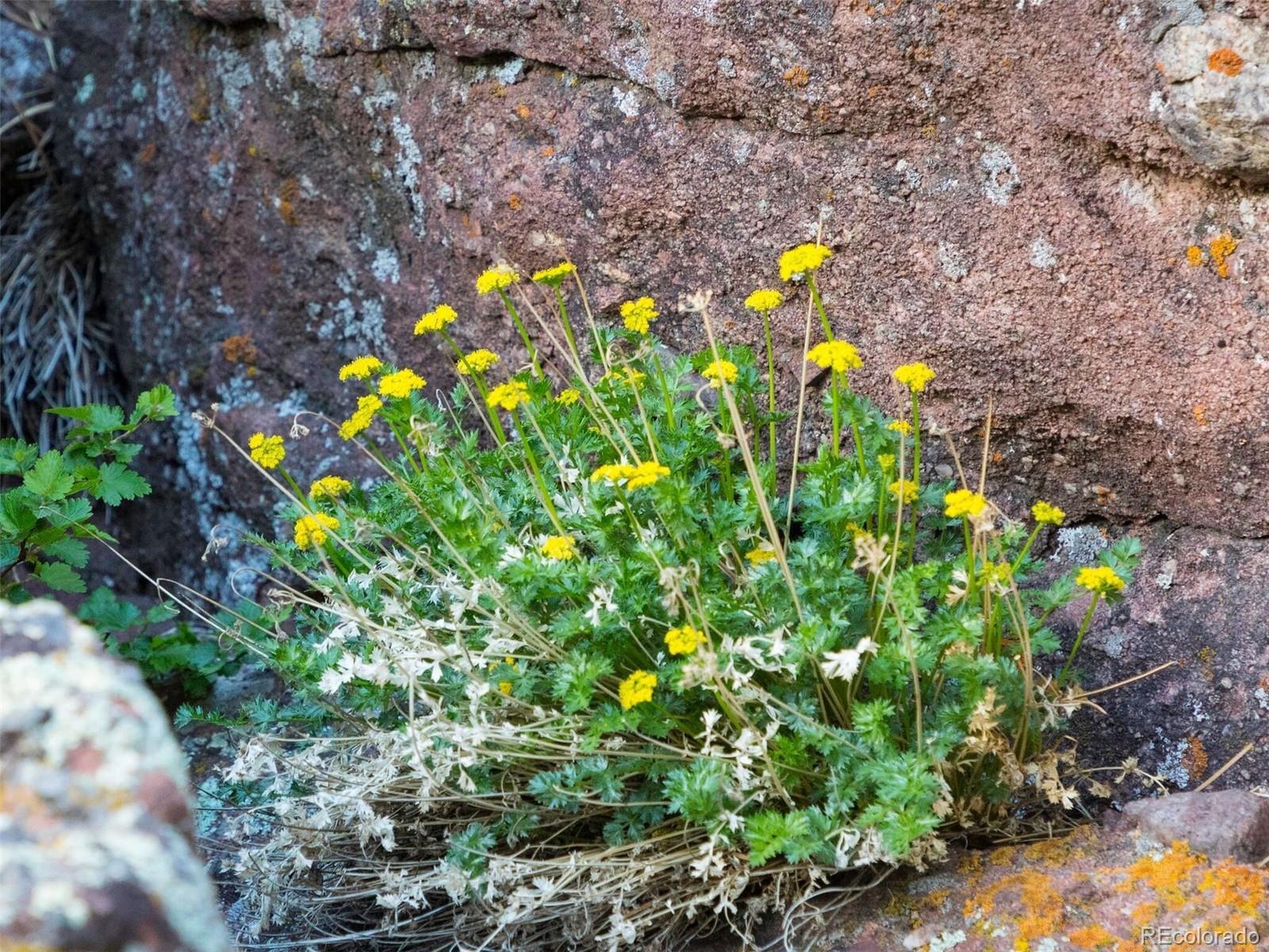 64 Canyon Pines Drive