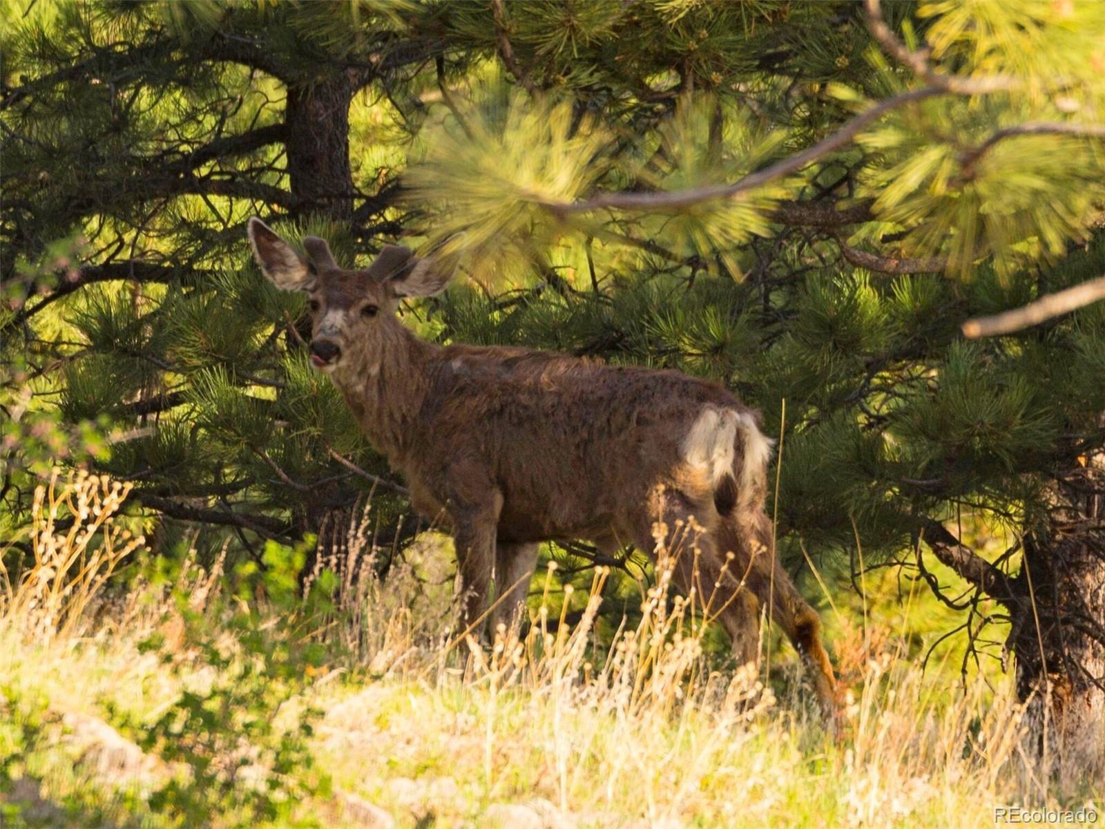 64 Canyon Pines Drive