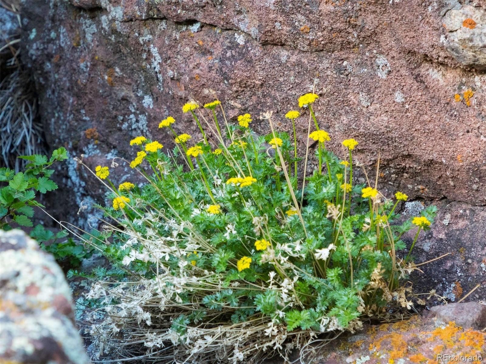 63 Canyon Pines Drive