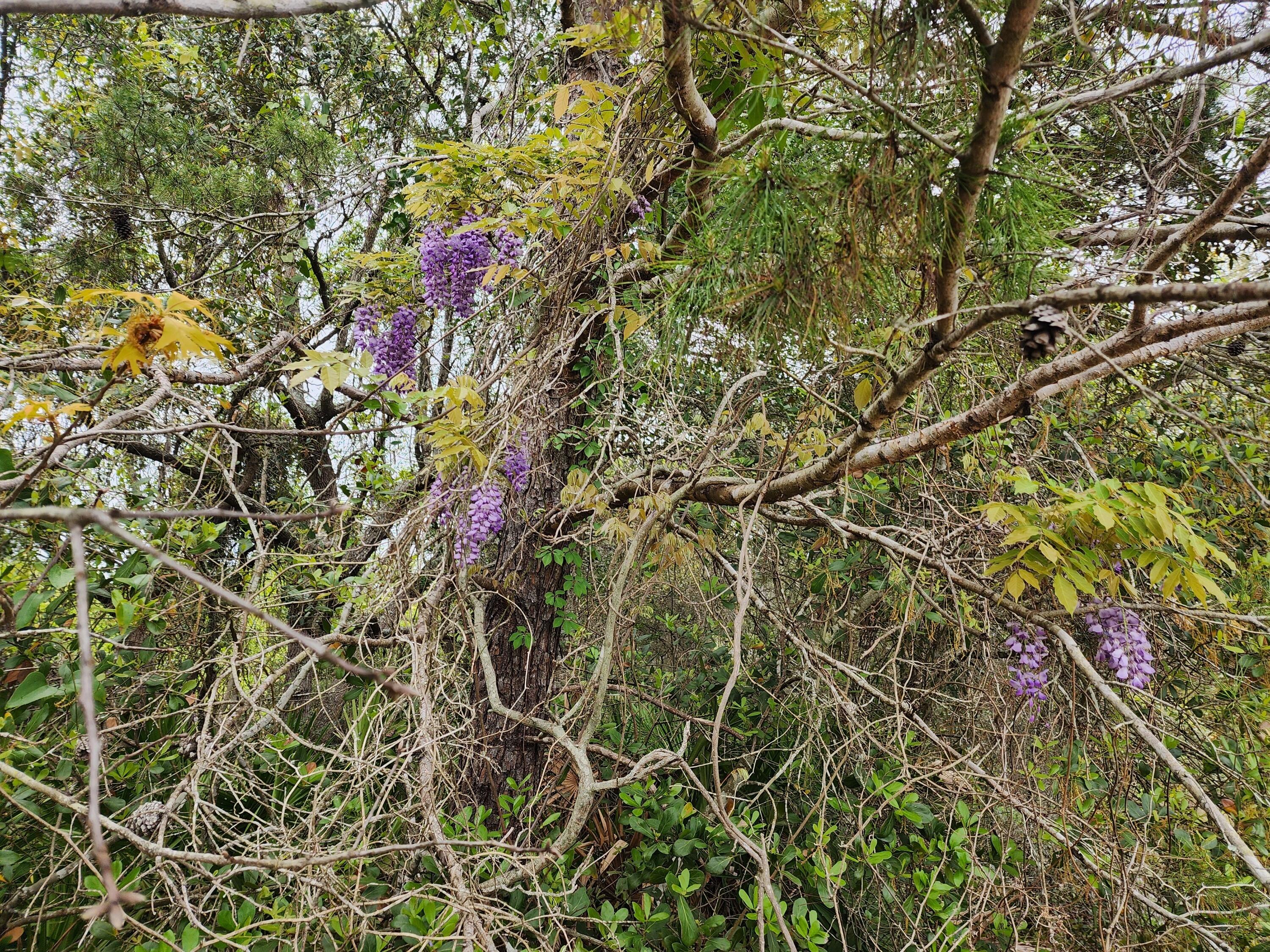 1960 Sherry Ann Lane