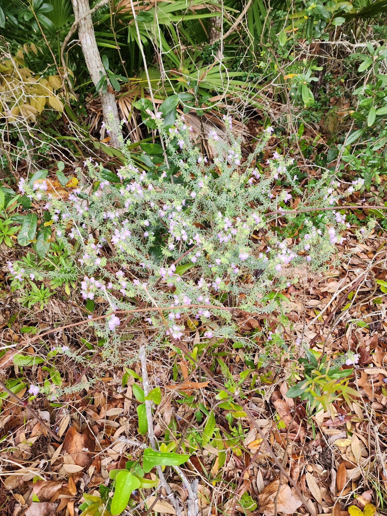 1960 Sherry Ann Lane