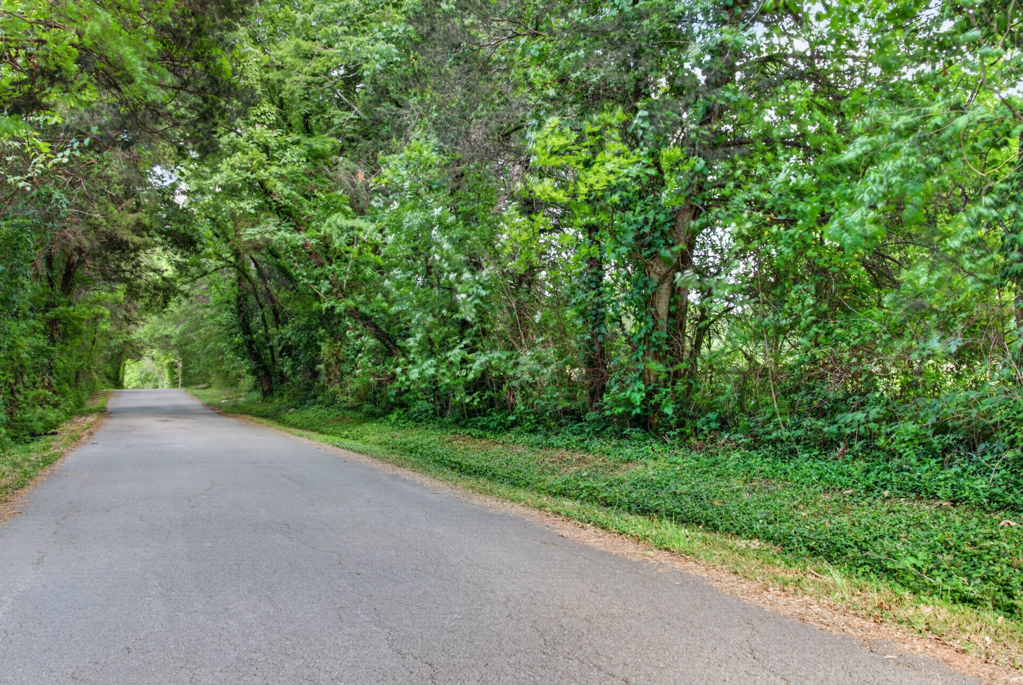 Paved road bordered by dense green trees and undergrowth.