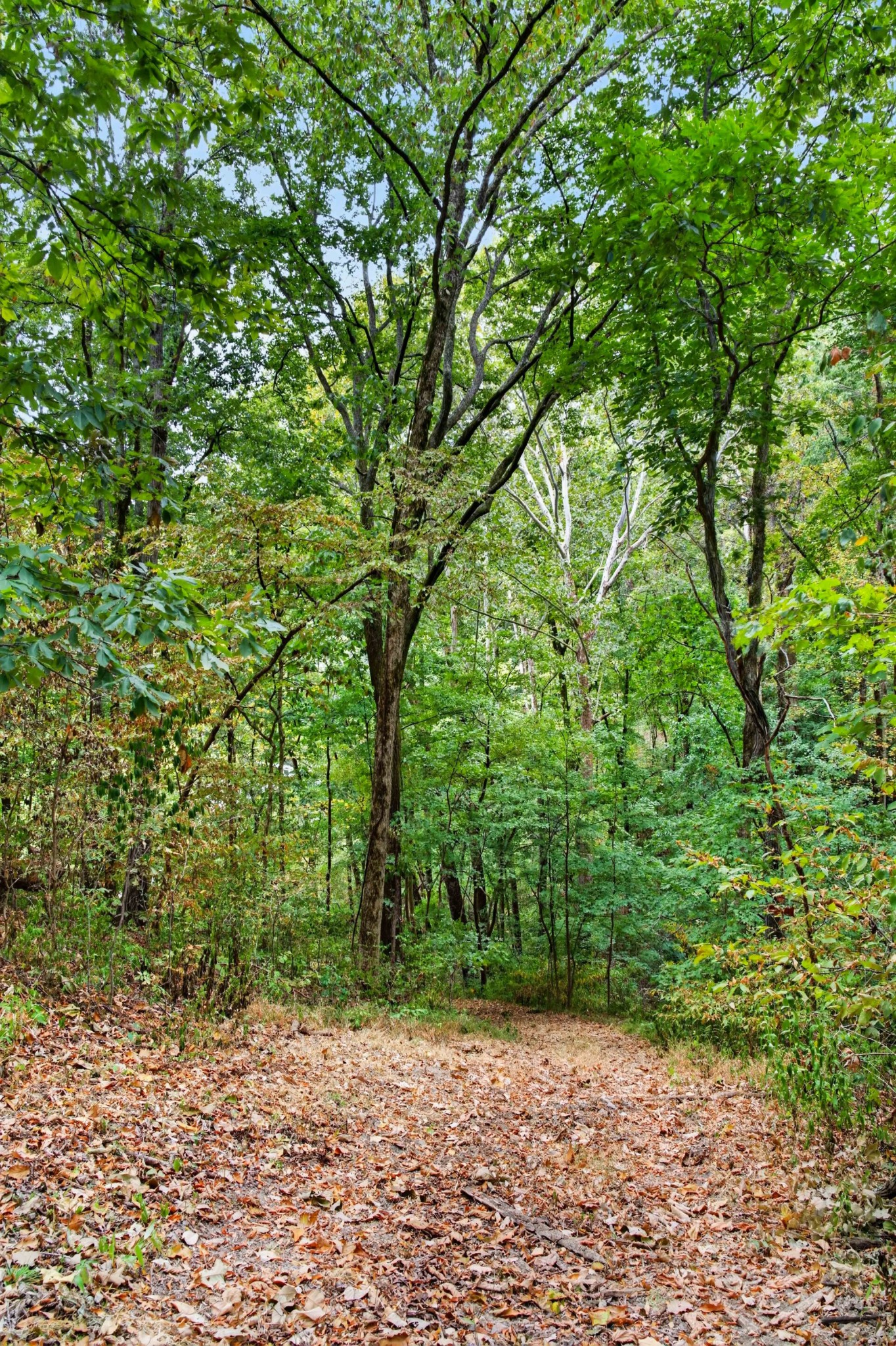 218 Forest Ridge Ct