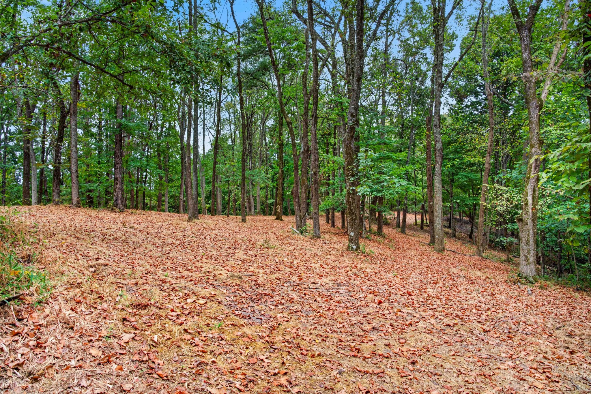 218 Forest Ridge Ct