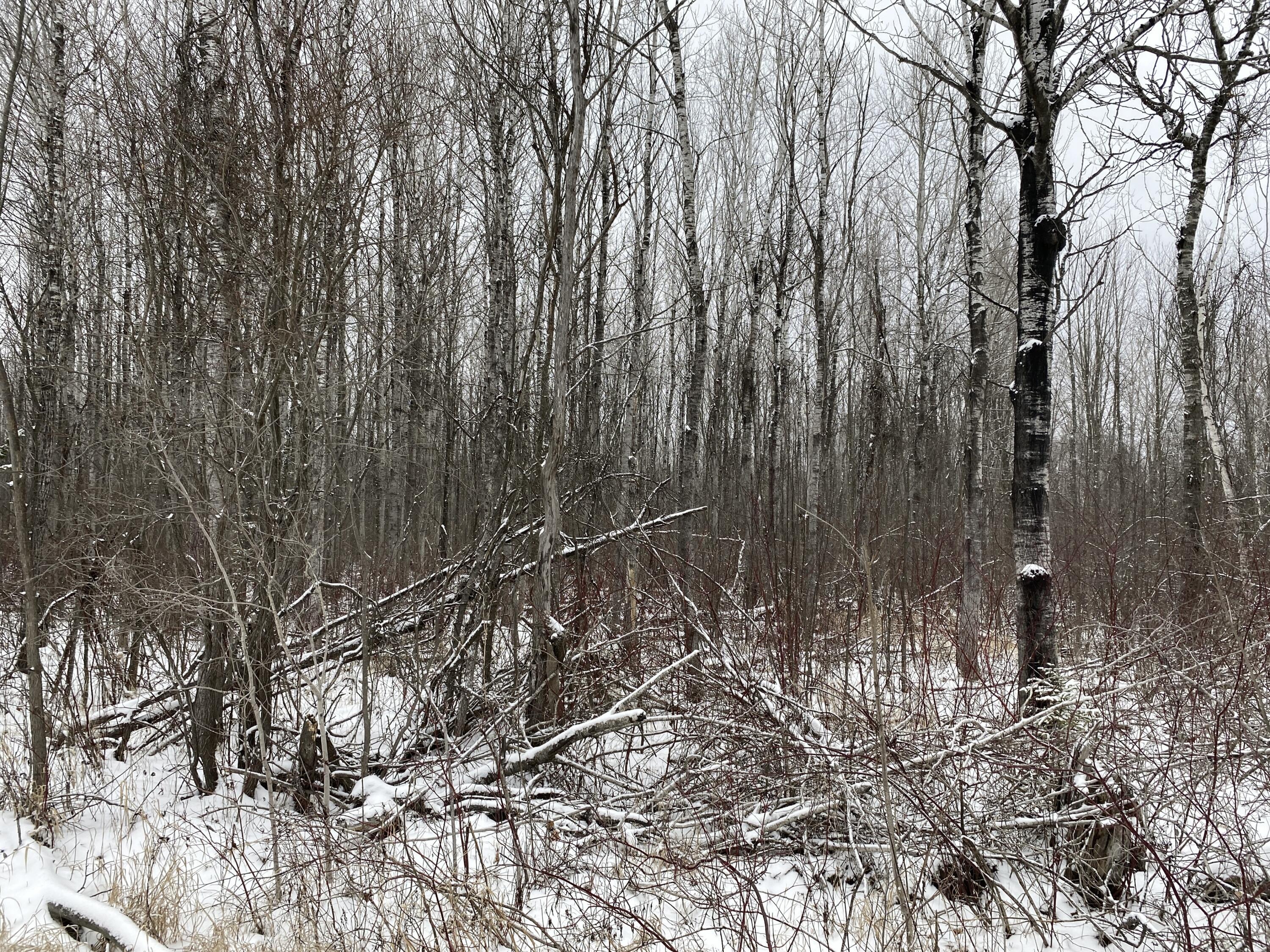 Peters Road, 40 Acres